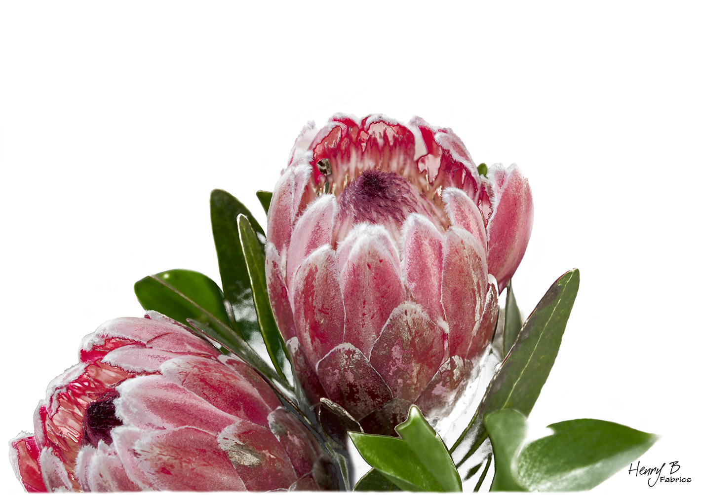 protea-placemat-5